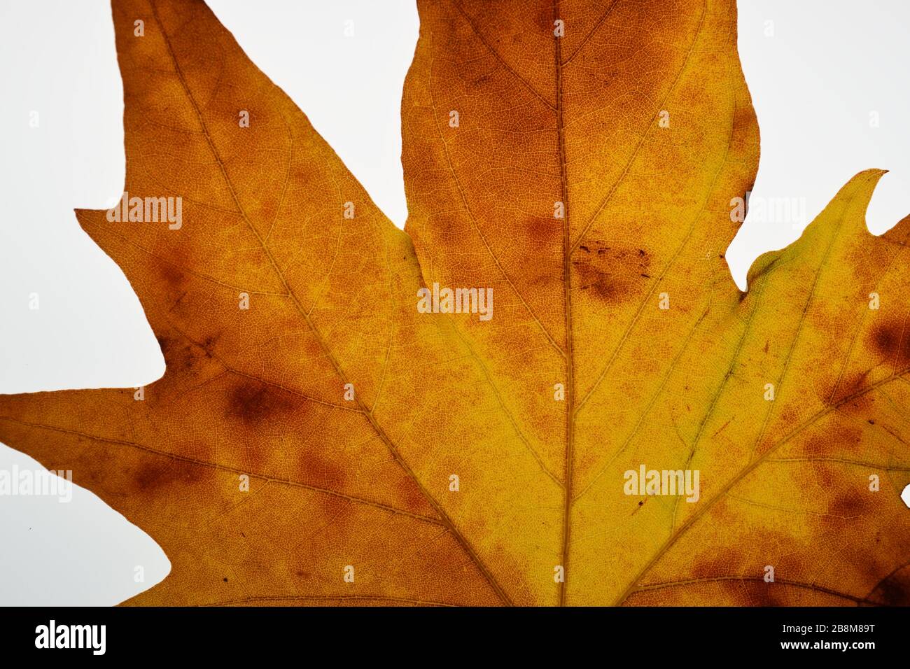 Close up of Oriental Plane Autumn Leaf on a white  background. Stock Photo