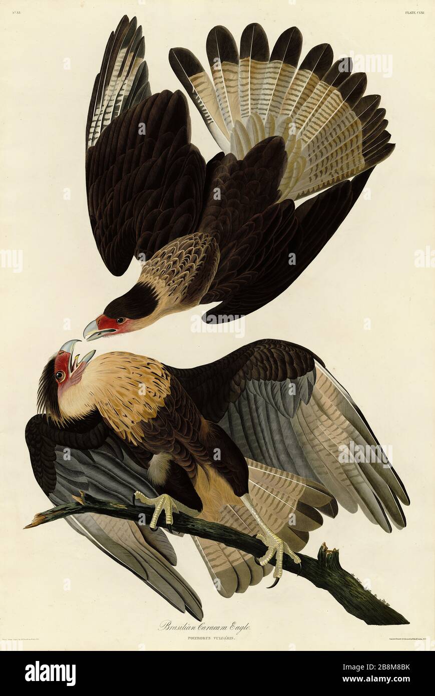 American Bald Eagle USA Ornithology Natural History Bird Lithograph Print 1910s Germany Illustration To Frame