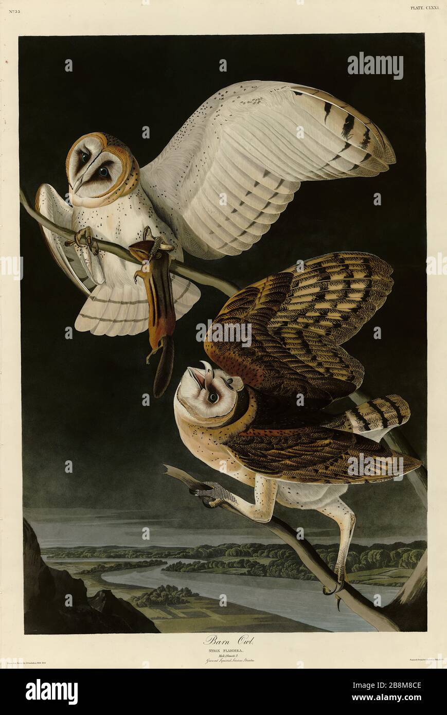 Plate 171 Barn Owl, from The Birds of America folio (1827–1839) by John James Audubon - Very high resolution and quality edited image Stock Photo