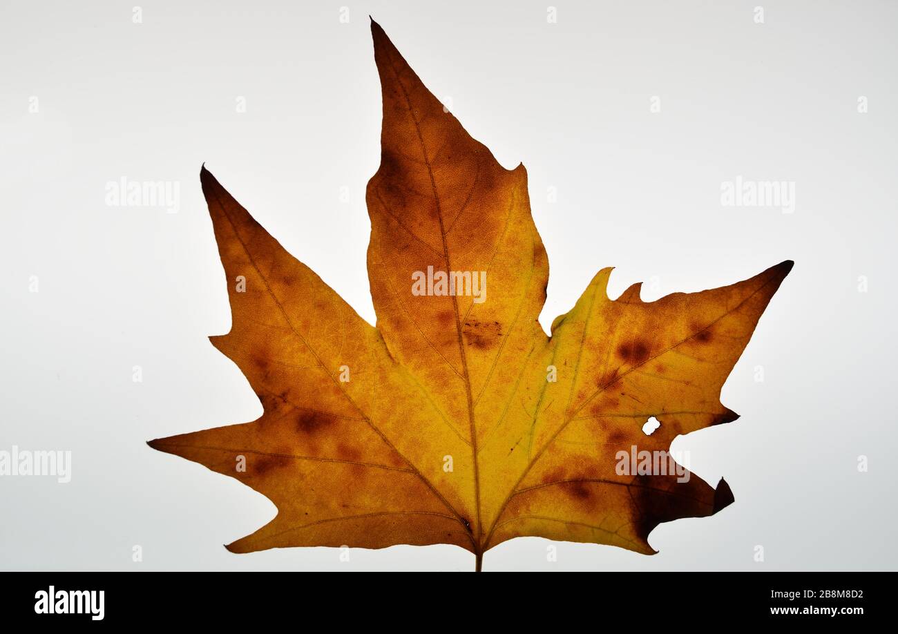 Autumn leaf.  Closeup  of Oriental Plane leaf on a white background. Stock Photo