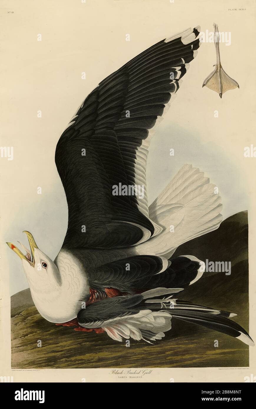 Plate 241 Black Backed Gull, from The Birds of America folio (1827–1839) by John James Audubon - Very high resolution and quality edited image Stock Photo