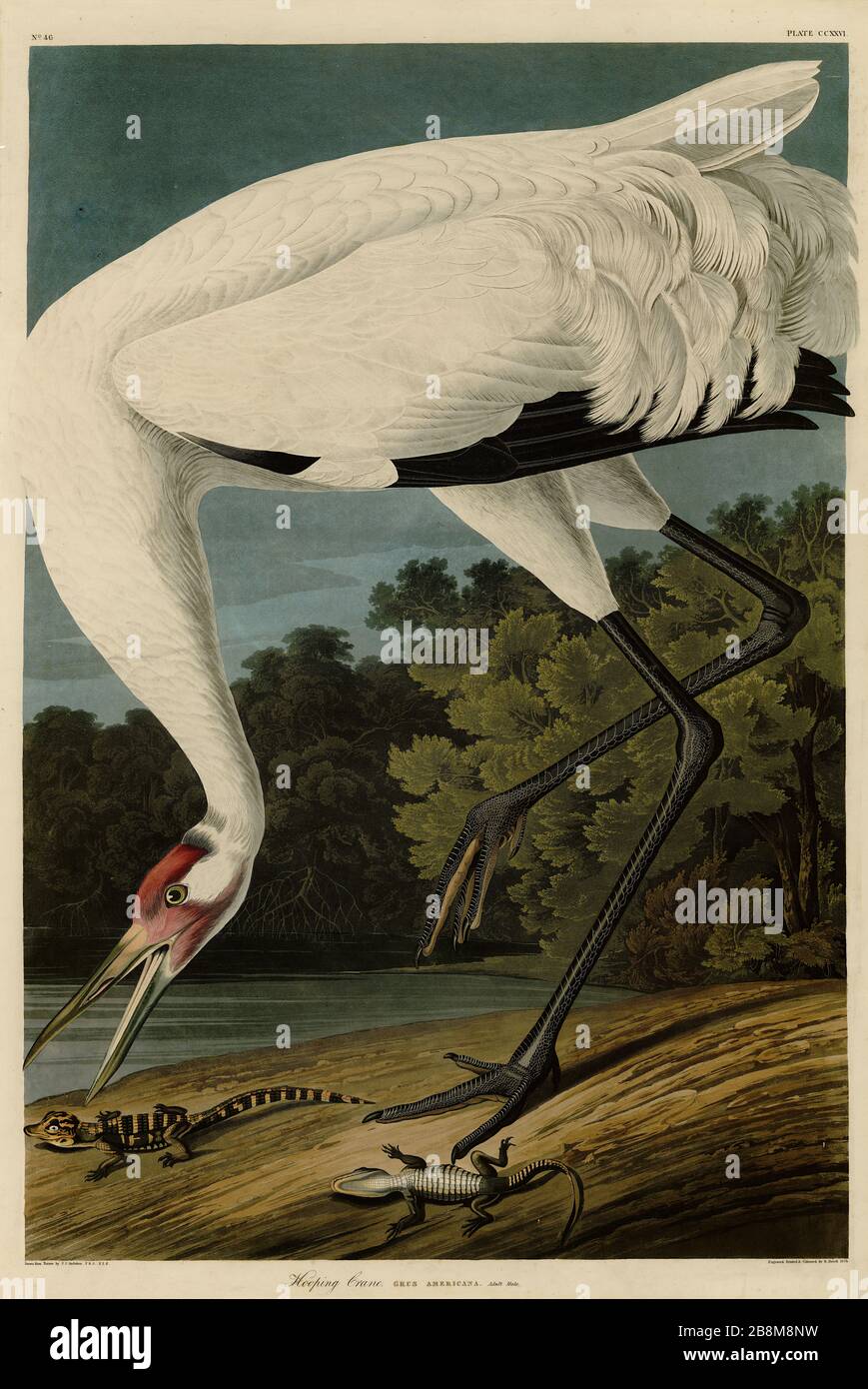 Plate 226 Hooping Crane (Whooping Crane) from The Birds of America folio (1827–1839) by John James Audubon - Very high resolution quality edited image Stock Photo