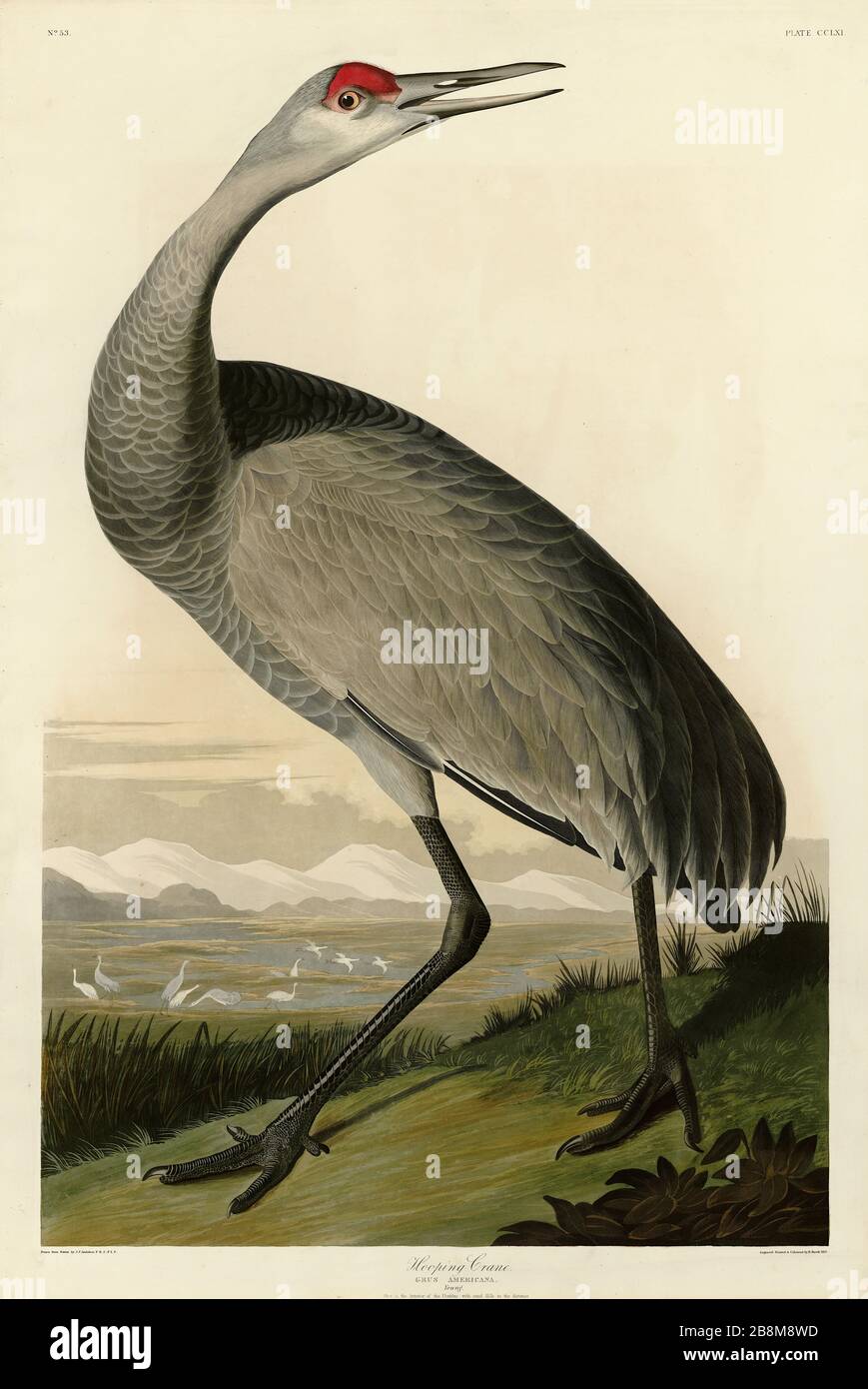 Plate 261 (Whooping) Hooping Crane (Young) from The Birds of America folio (1827–1839) John James Audubon - Very high resolution quality edited image Stock Photo