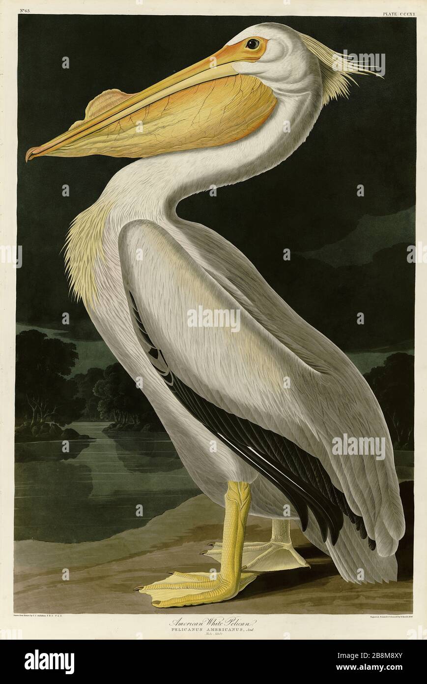 Plate 311 American White Pelican, from The Birds of America folio (1827–1839) by John James Audubon - Very high resolution and quality edited image Stock Photo