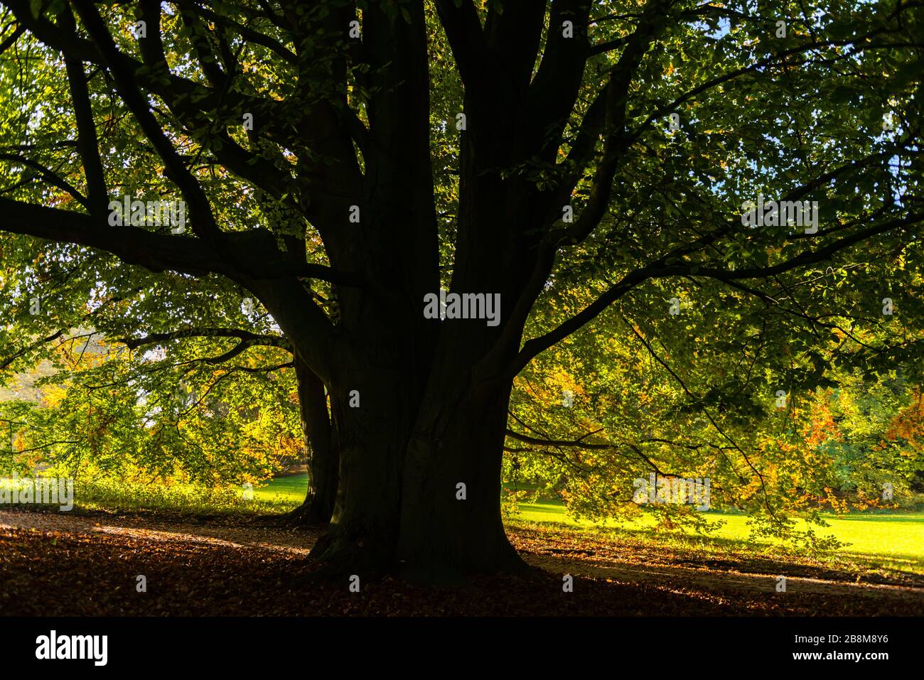 Fall foliage in Park Forstbaumschule, Kiel, capital city of Schleswig