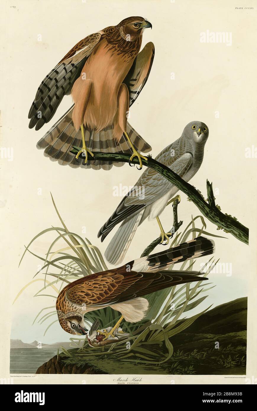 Plate 356 Marsh Hawk (Northern Harrier) from The Birds of America folio (1827–1839) by John James Audubon - Very high resolution quality edited image Stock Photo