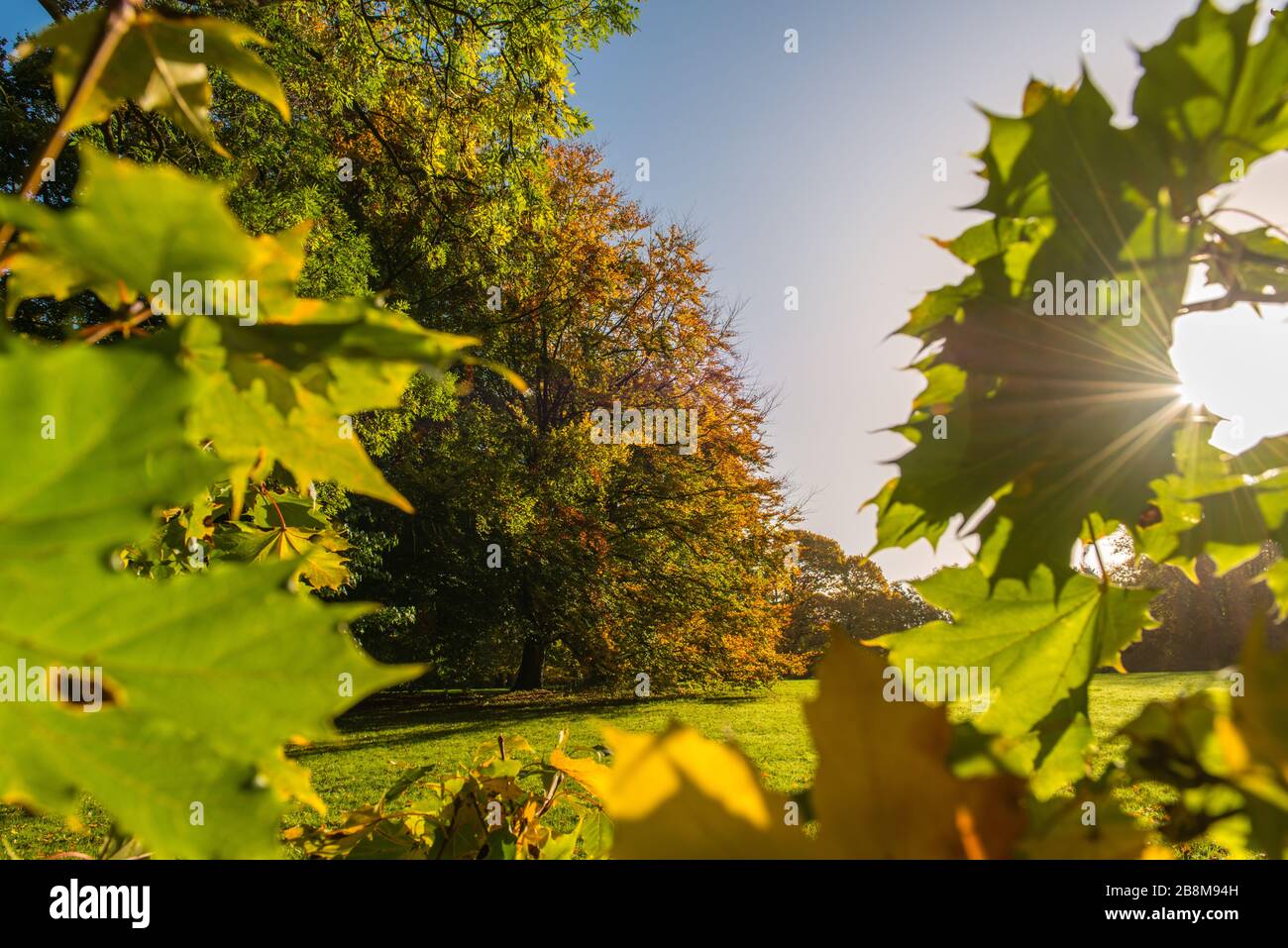 Fall foliage in Park Forstbaumschule, Kiel, capital city of Schleswig-Holstein, North Germany, Central Europe Stock Photo