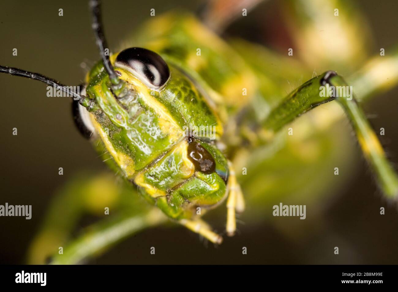 Grasshopper, Aquidauana, Mato Grosso do Sul, Brazil Stock Photo