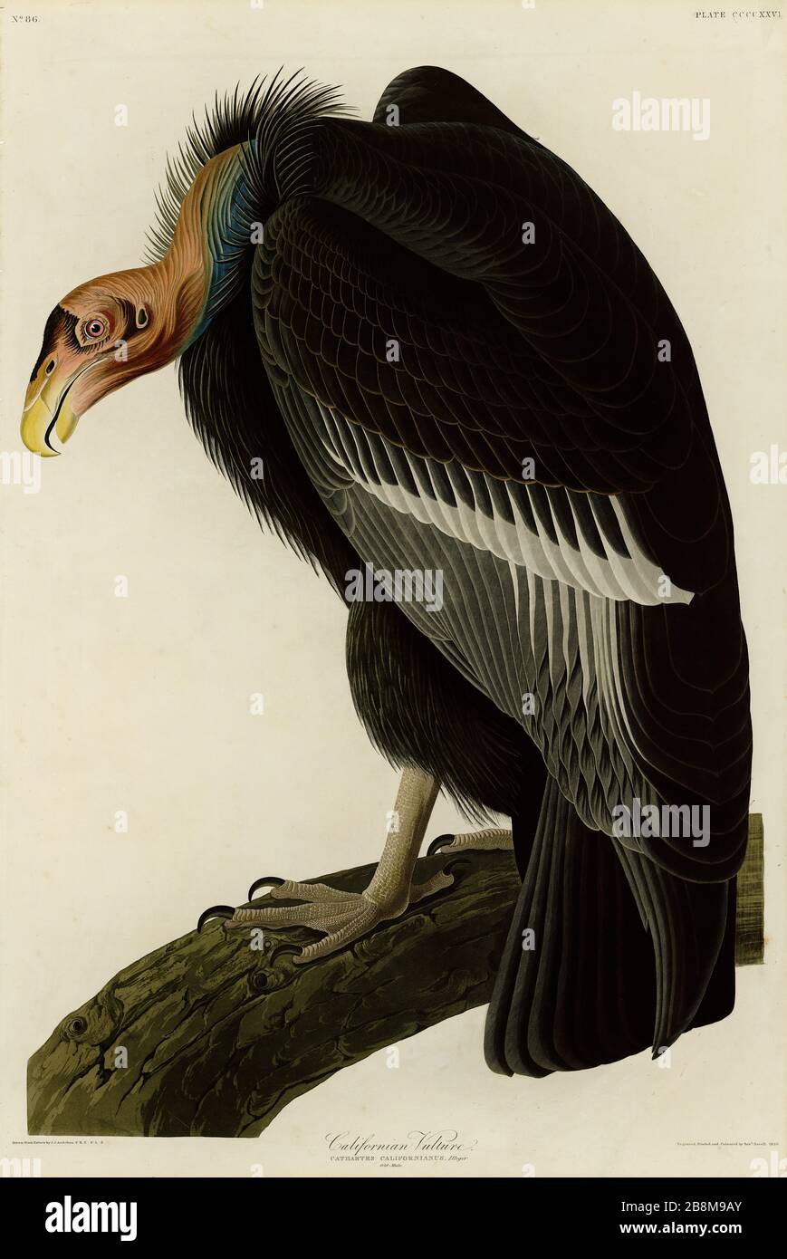 Plate 426 Californian Vulture (Condor) The Birds of America folio (1827–1839) by John James Audubon - Very high resolution and quality edited image Stock Photo