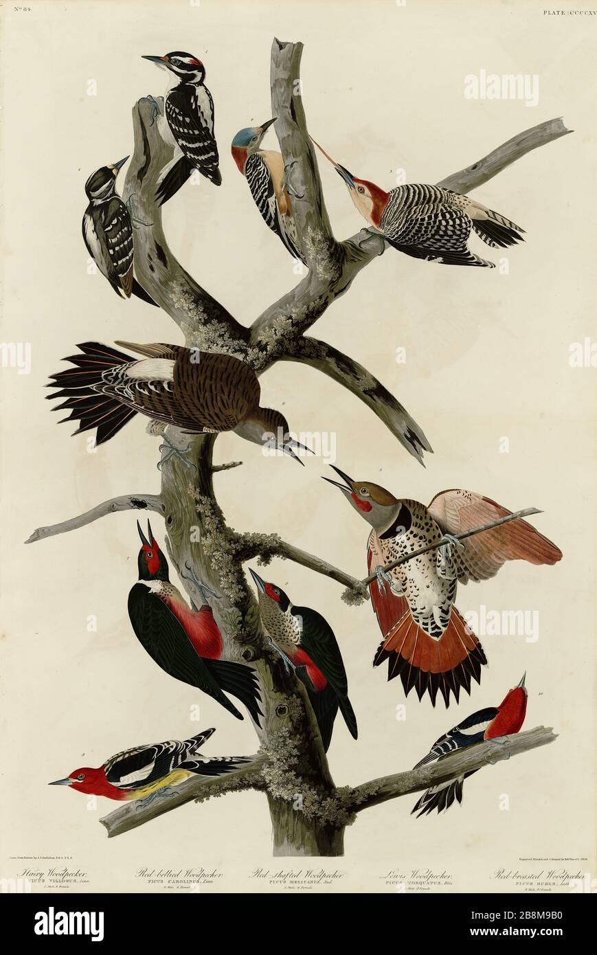 Plate 416 Woodpeckers, from The Birds of America folio (1827–1839) by John James Audubon - Very high resolution and quality edited image Stock Photo