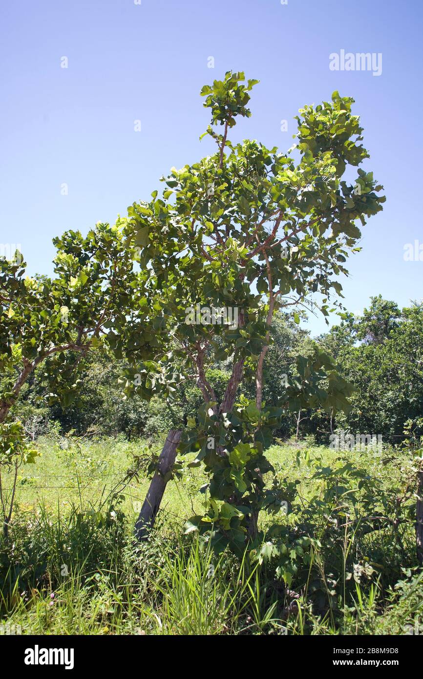 Curatella americana hi-res stock photography and images - Alamy