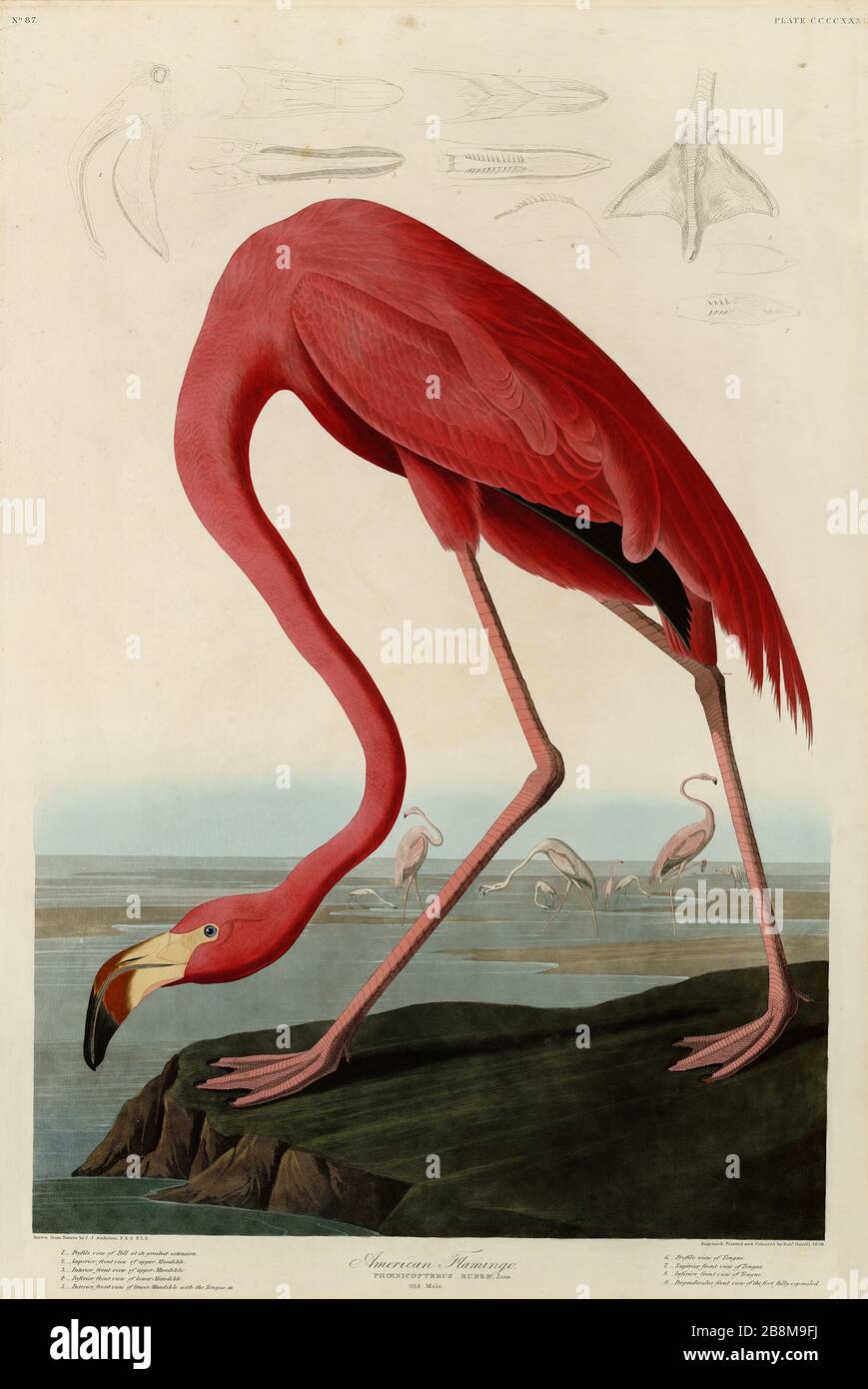 Plate 431 American Flamingo, from The Birds of America folio (1827–1839) by John James Audubon - Very high resolution and quality edited image Stock Photo