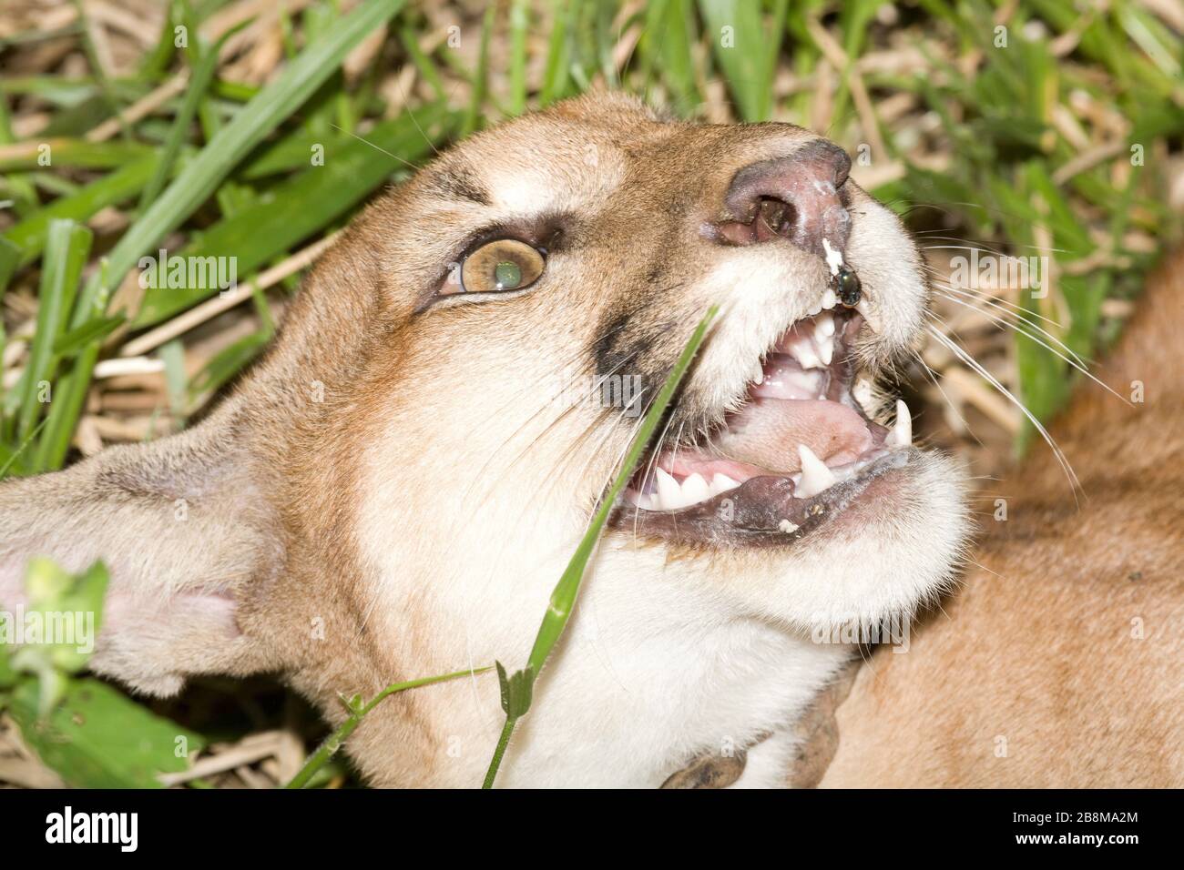 Puma tooth hi-res stock photography and images - Alamy