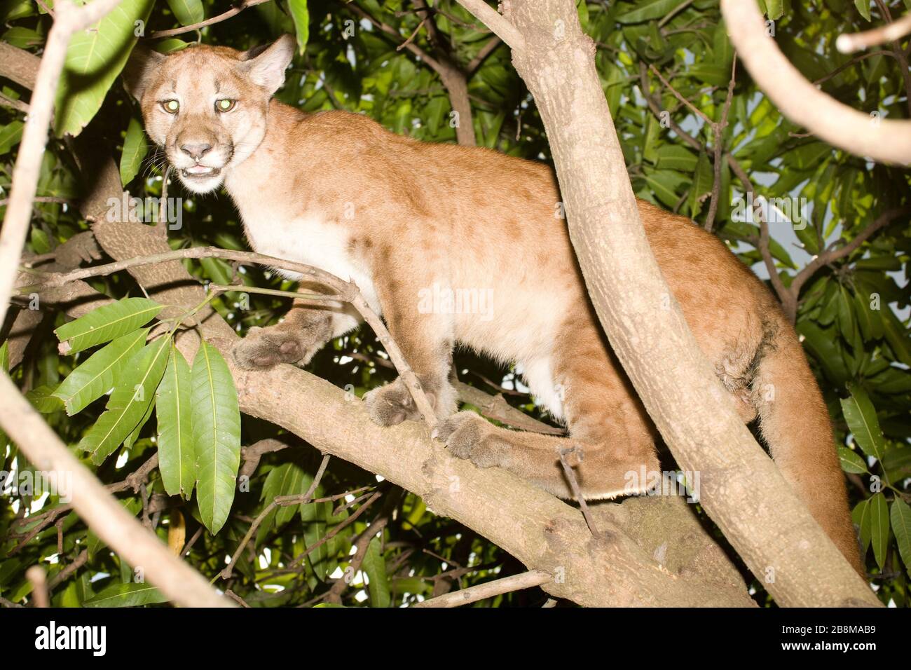 Onça-parda, Puma (Puma concolor) Burrowed, Aquidauana, Mato Grosso do Sul,  Brazil Stock Photo - Alamy