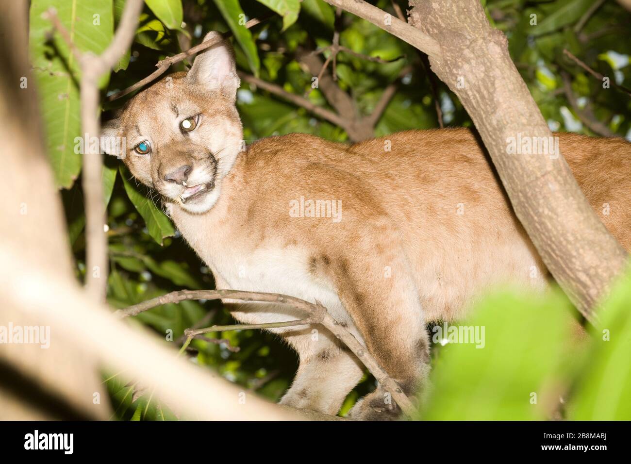 Onça-parda, Puma (Puma concolor) Burrowed, Aquidauana, Mato Grosso do Sul, Brazil Stock Photo