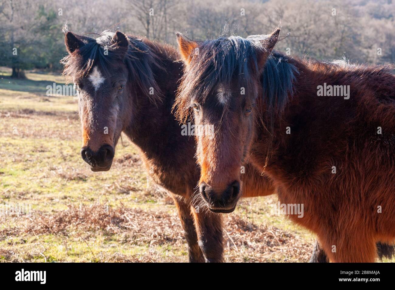 New Forest ponies basking in afternoon spring sunshine in March, Hampshire, UK Stock Photo