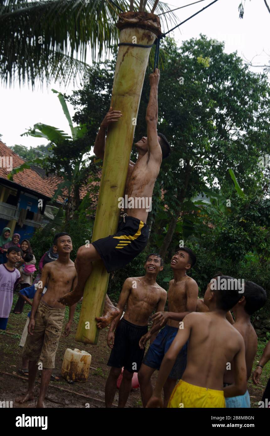 unique tradition, banana tree climbing Stock Photo Alamy