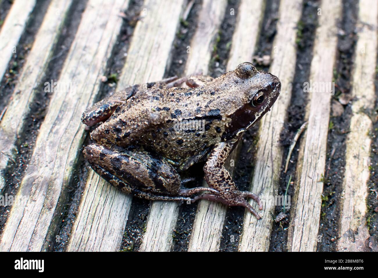 Common Frog (Rana temporaria) on back garden decking in Didsbury, Manchester, UK Stock Photo
