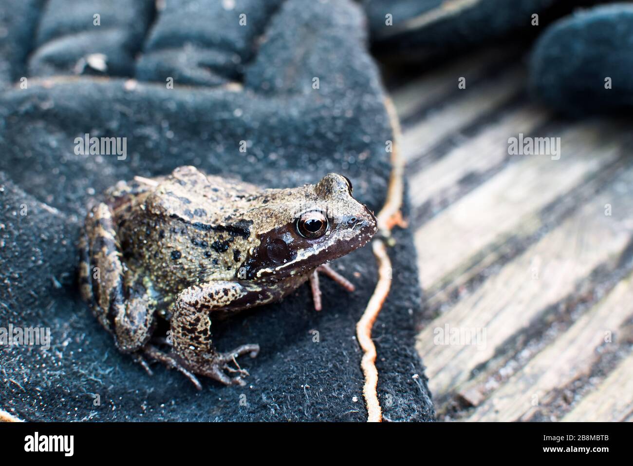 Common Frog (Rana temporaria) on a garden glove on back garden decking in Didsbury, Manchester, UK Stock Photo
