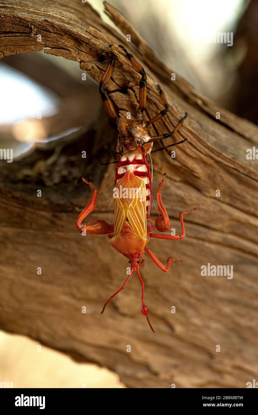 Giant Mesquite Bugs (Thasus neocalifornicus) in varios stages of development including molting gather in family groups on a mesquite tree within a bos Stock Photo
