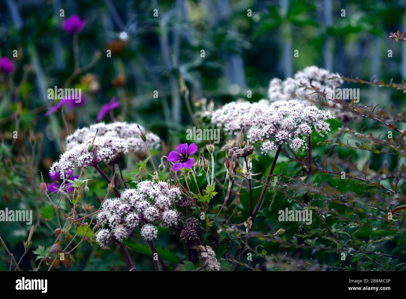 Angelica sylvestris purpurea hires stock photography and images Alamy