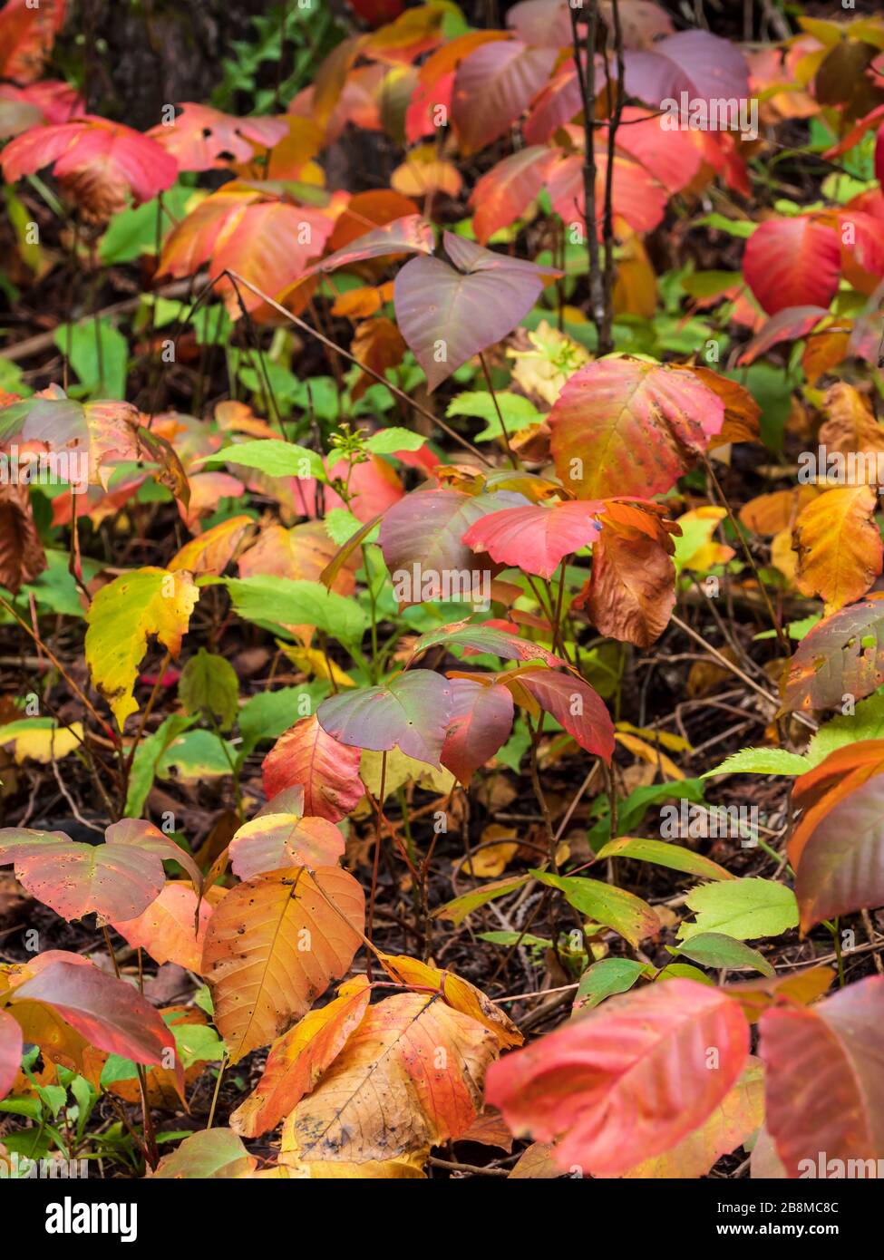 Are Dogwood Leaves Poisonous