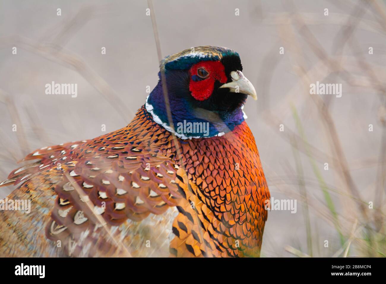 Portrait of pheasant, a large game bird Stock Photo