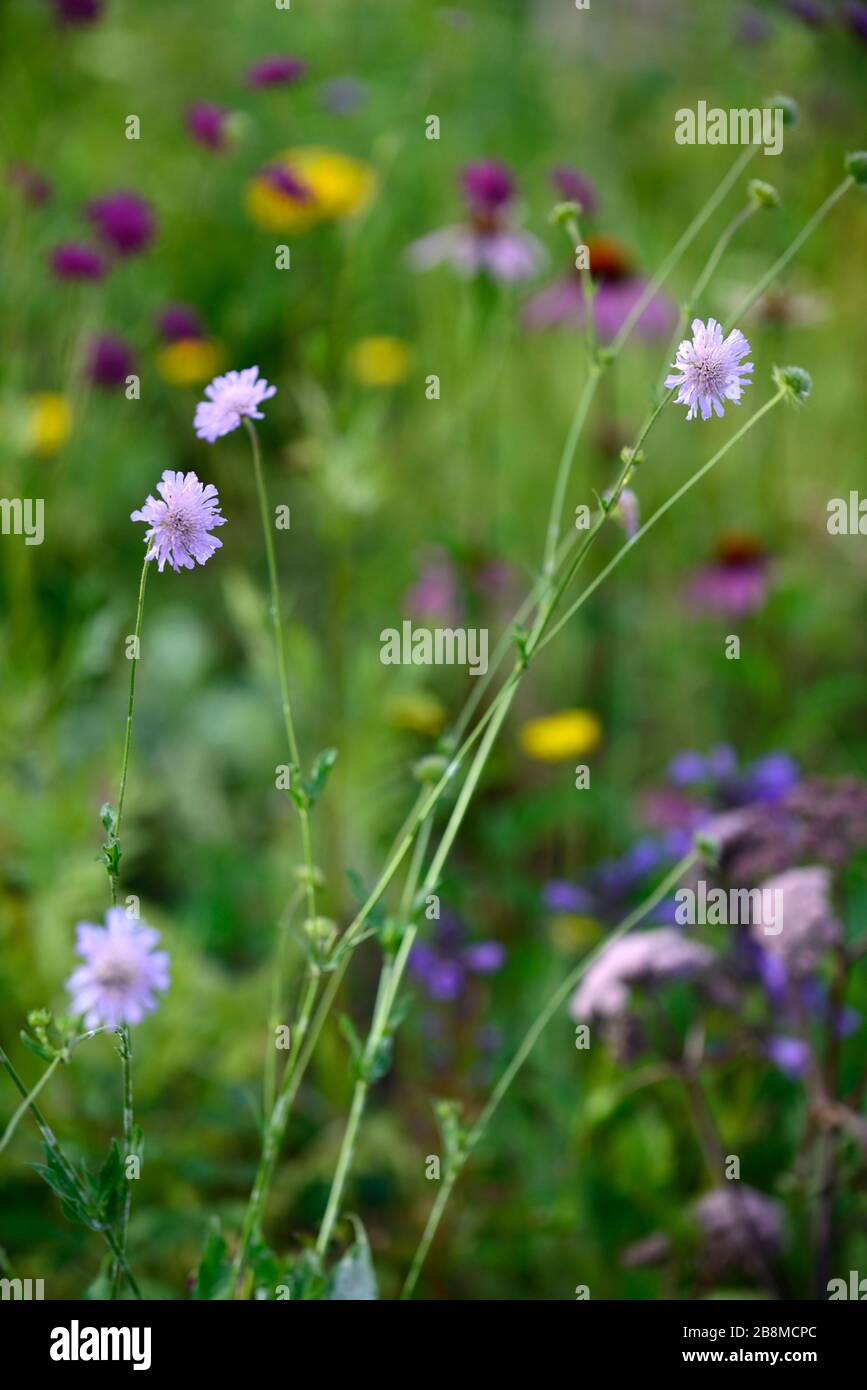 Wildflower insect hi-res stock photography and images - Alamy