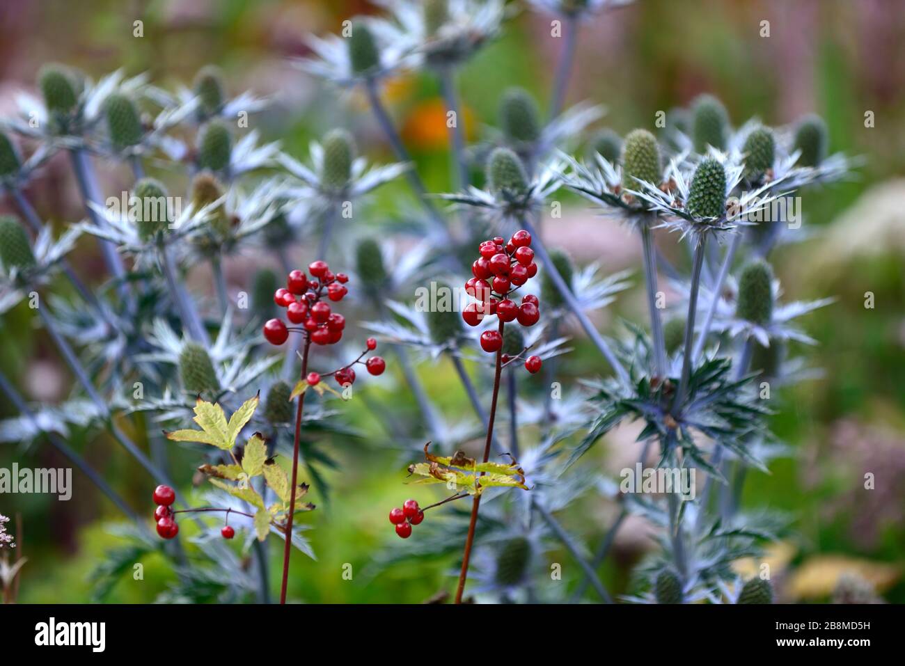 red berries,Actaea rubra,red baneberry,chinaberry,blue thistle,blue sea holly,flower,flowers,flowering,bract,bracts,garden,gardens,red and blue garden Stock Photo