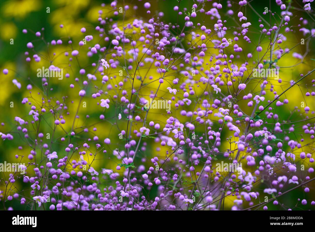 Thalictrum delavayi,meadow rue,purple,lilac,flower,flowerbuds,unopened,nearly open,flowers,flowering,perennial,yellow rudbeckia in background Stock Photo