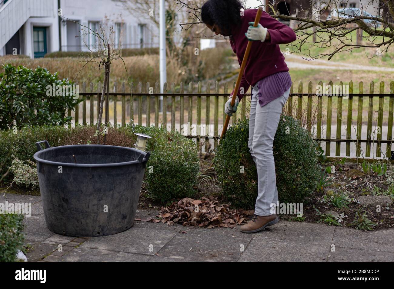 Young woman is raking leaves with garden rake, cleaning footpath and flowerbed in early springtime in front yard. Portrait of gardening woman. Stock Photo