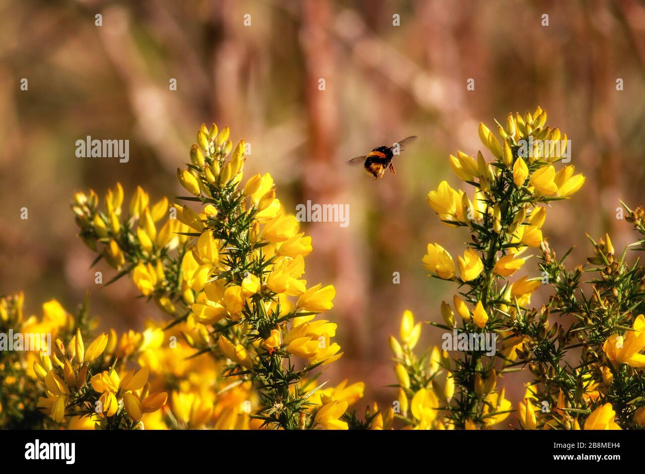 burley bumble bee