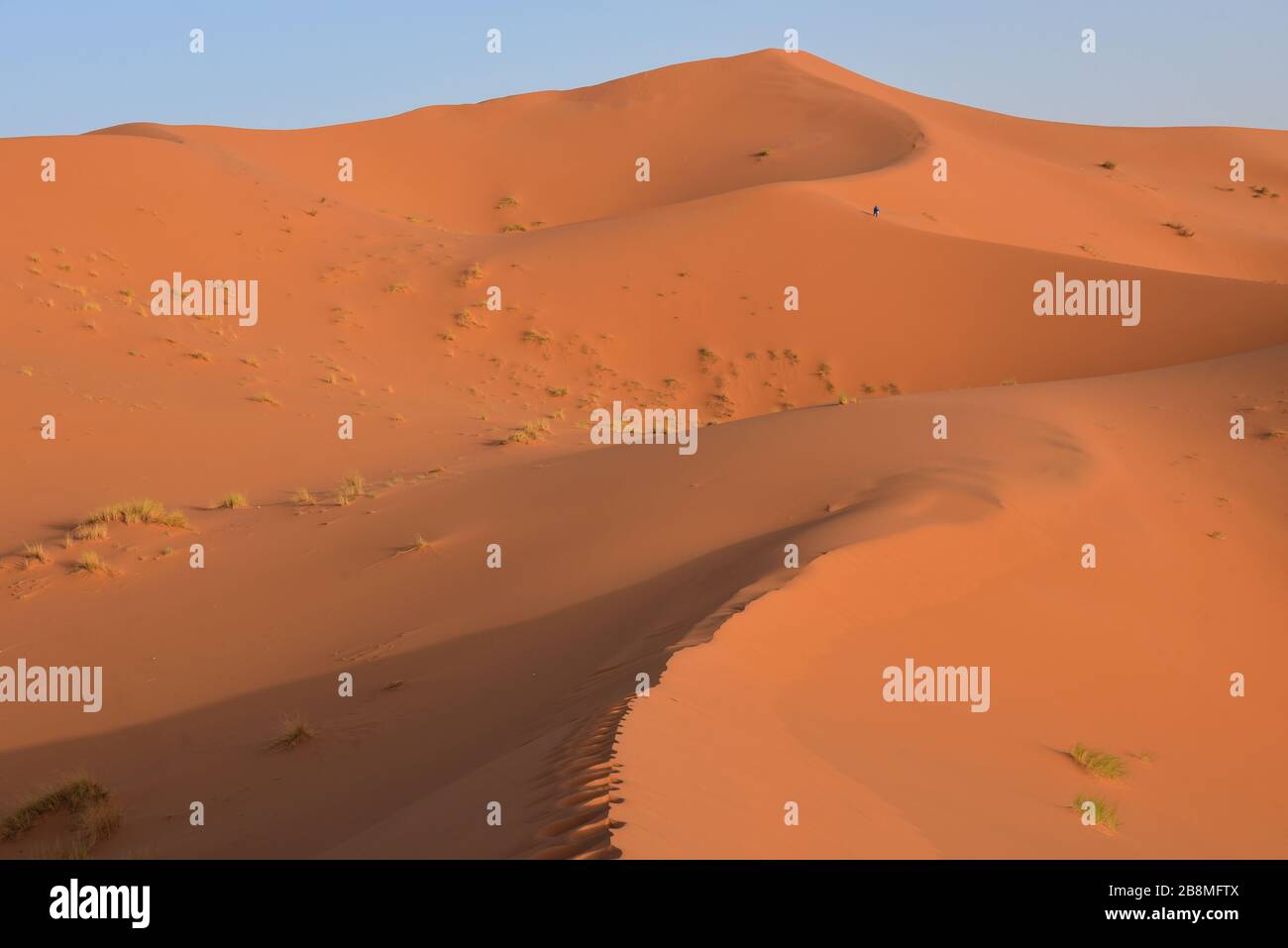 The golden sand dunes of Erg Chebbi glow in the early evening sun, Sahara Desert, Morocco, North Africa Stock Photo