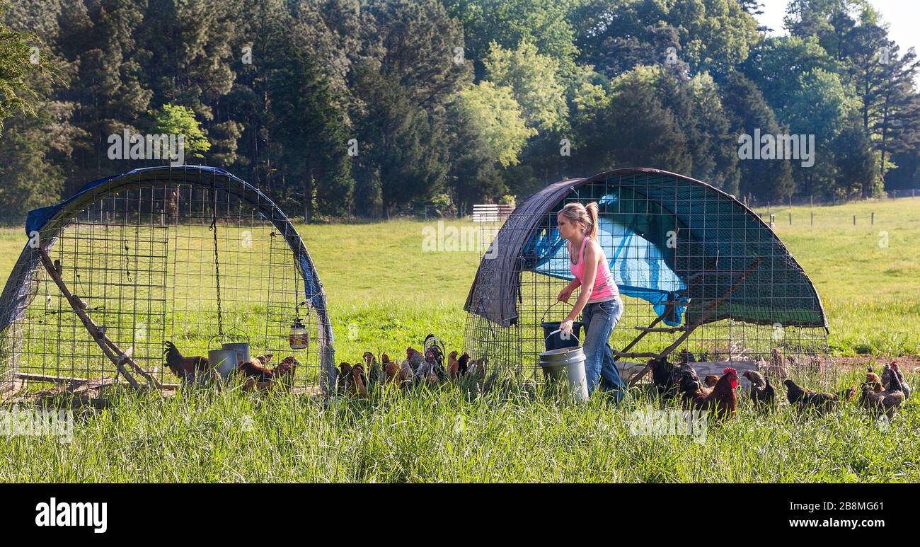 Woman feeding free range chickens Stock Photo