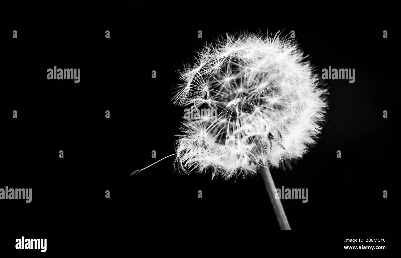 dandelion, with stem and seeds, isolated from the background in black and white conveying romance and tranquility Stock Photo