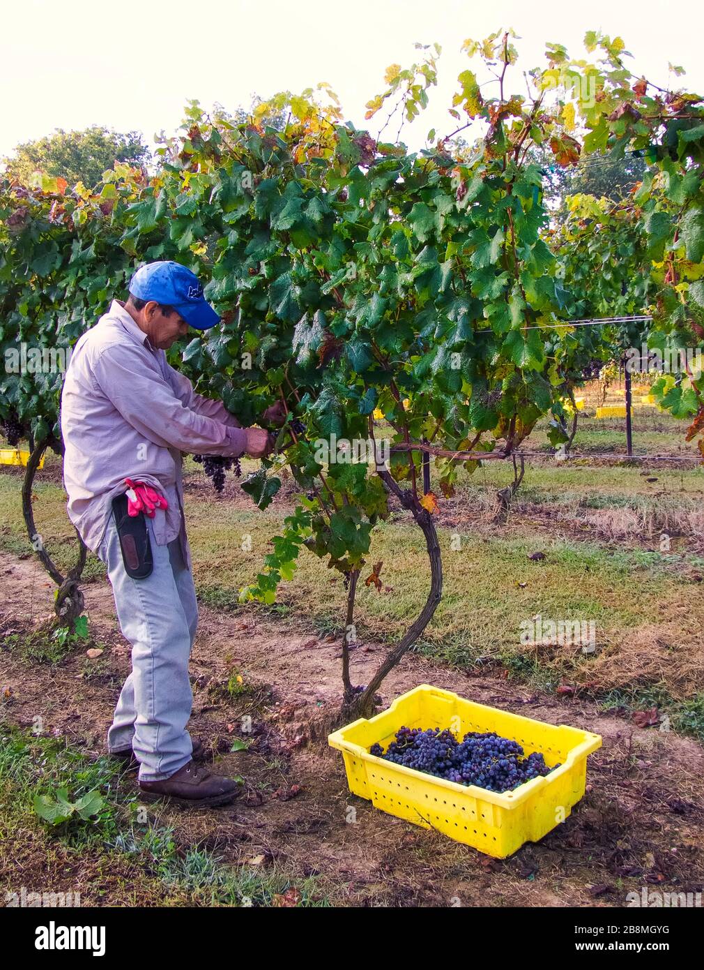 Winery, grape picker Stock Photo