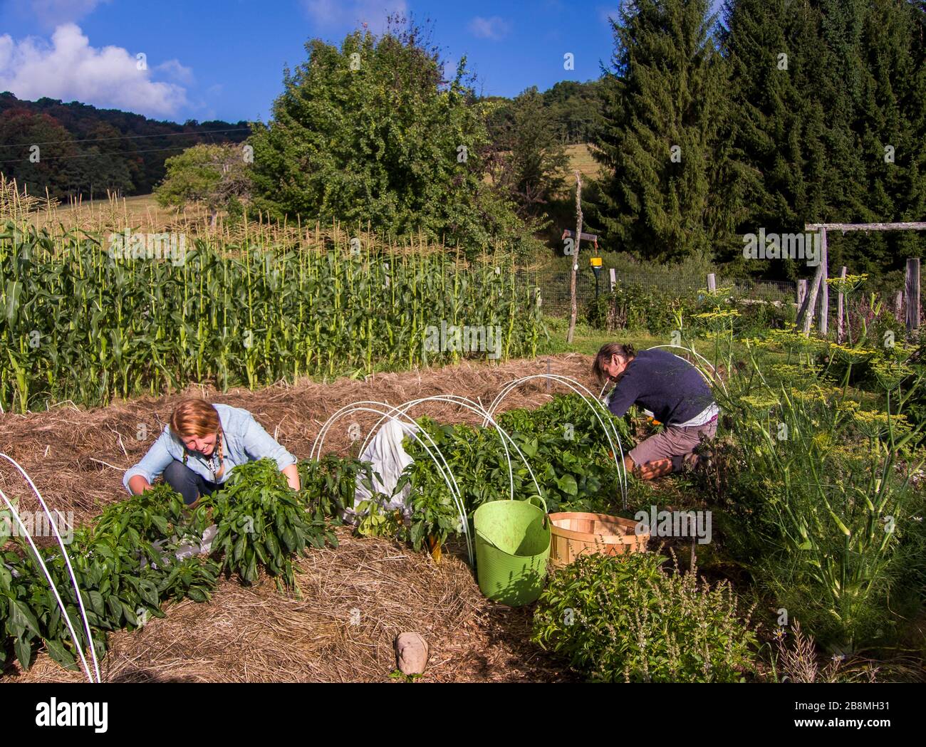 Farmers weeding by hand Stock Photo