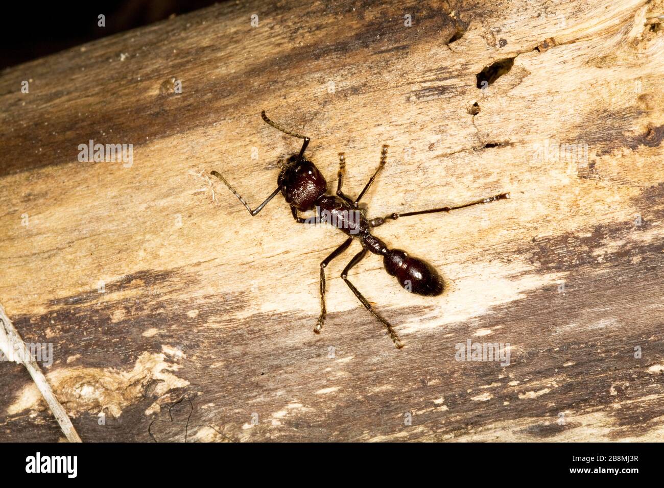 formiga-tucandira, formiga-vinte-e-quatro-horas, Ant-tucandira, Ant-twenty-and-four-hours, Tucandeira, Paraponera clavata, Aquidauana, Mato Grosso do Stock Photo