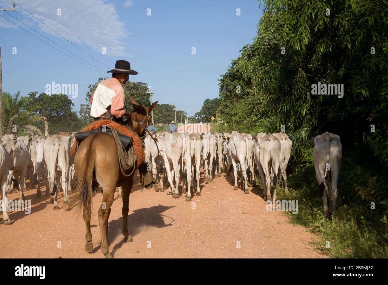 Peão tocando a boiada , boiadeiro Stock Photo