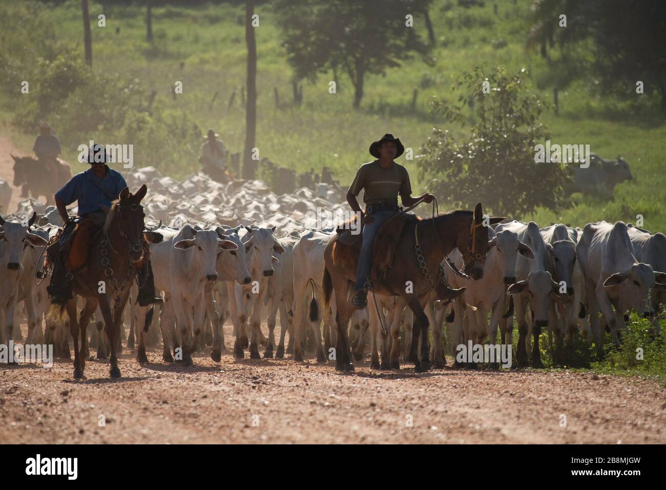 Comitiva de peão de boiadeiro em Mato Grosso do Sul, Stock image