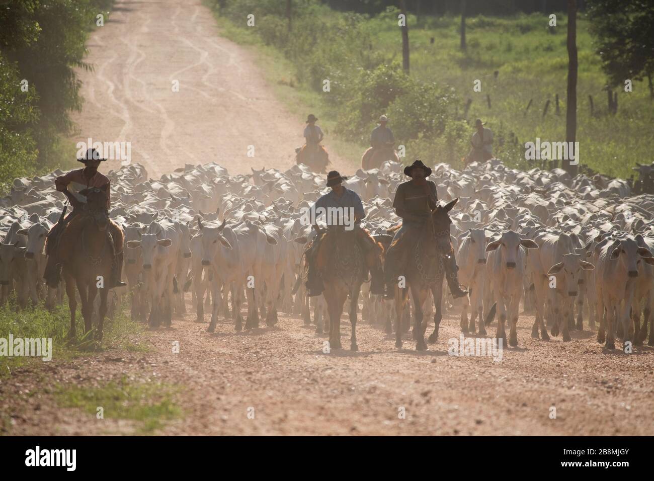 Comitiva de peão de boiadeiro em Mato Grosso do Sul, Stock image