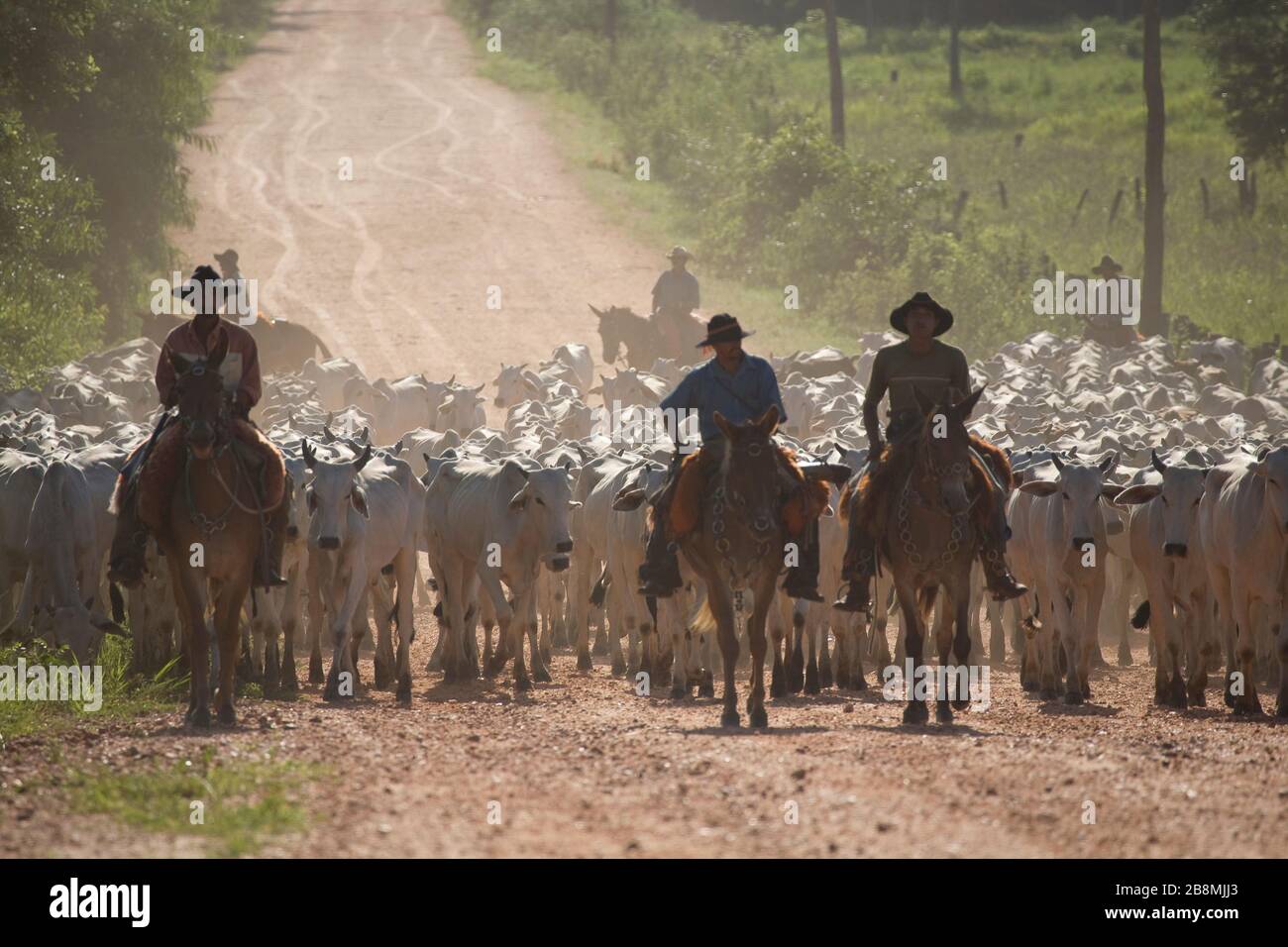 Comitiva de gado, peão de boiadeiro, boi, Cortege of Cattle, Peasant of  Cowboy, Ox, Bos taurus, Miranda, Mato Grosso do Sul, Brazil Stock Photo -  Alamy