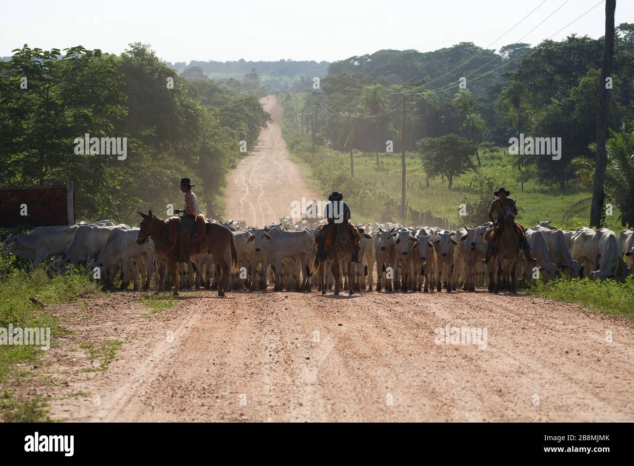 Comitiva de gado, peão de boiadeiro, boi, Cortege of Cattle, Peasant of  Cowboy, Ox, Bos taurus, Miranda, Mato Grosso do Sul, Brazil Stock Photo -  Alamy