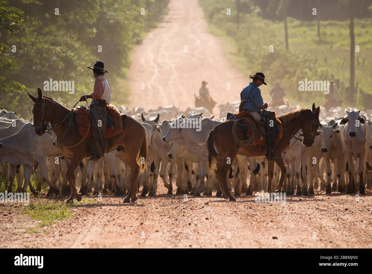 Comitiva de gado, peão de boiadeiro, boi, Cortege of Cattle, Peasant of  Cowboy, Ox, Bos taurus, Miranda, Mato Grosso do Sul, Brazil Stock Photo -  Alamy