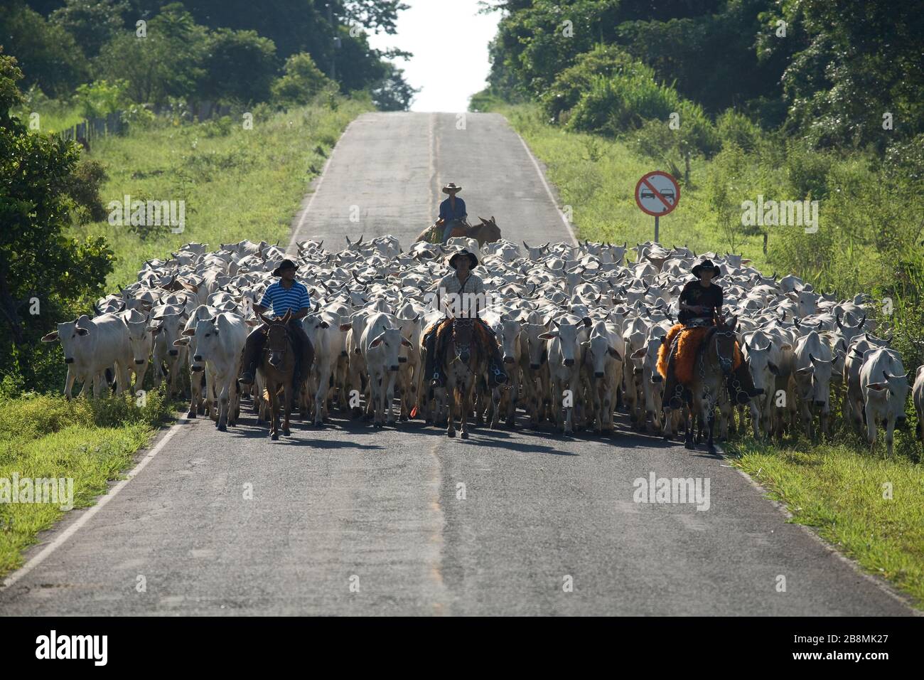 Comitiva de gado, peão de boiadeiro, boi, Bos taurus, Cortege of Cattle,  Peasant of Cowboy, Ox, Miranda, Mato Grosso do Sul, Brazil Stock Photo -  Alamy