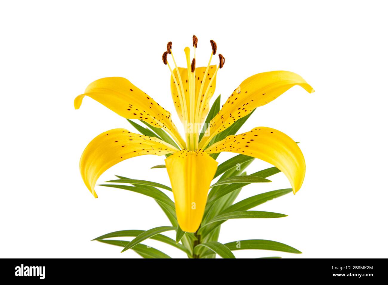 yellow Lily flower isolated on white background Stock Photo - Alamy