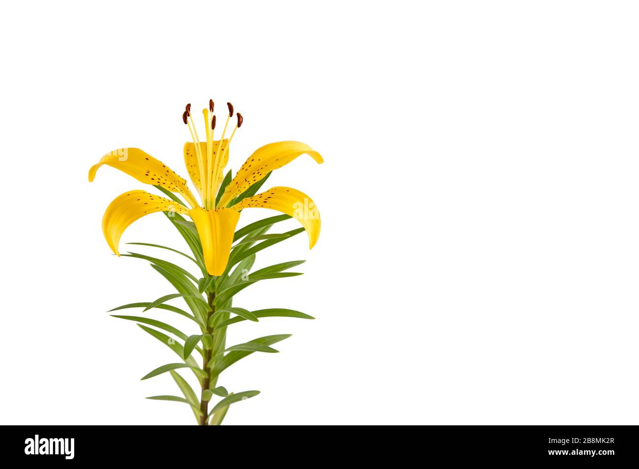 yellow Lily flower isolated on white background Stock Photo - Alamy