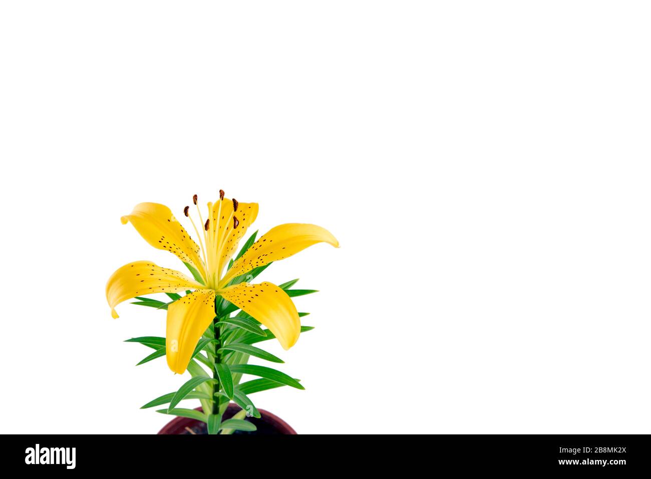 yellow Lily flower isolated on white background Stock Photo - Alamy
