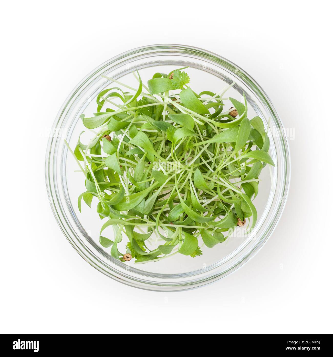 Micro greens coriander sprouts in glass bowl isolated on white background with clipping path Stock Photo