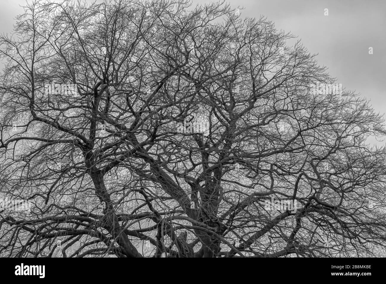 Cambridge, plants and tree Stock Photo